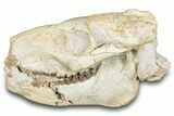 Fossil Oreodont (Merycoidodon) Skull - South Dakota #285131-1